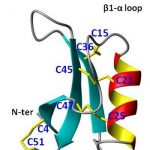 rmn_structure_3d_proteine_antifongique_pour_internet.jpg
