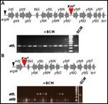 Le facteur de transcription Rho assure le maintien de prophages au sein de génomes bactériens