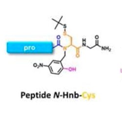 La synthèse des peptides thioesters enfin simplifiée
