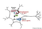 Neurofibromatose : comment la protéine Nf1 impacte les processus de mémorisation
