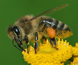 Les néonicotinoïdes : un danger pour les abeilles et les autres insectes pollinisateurs.