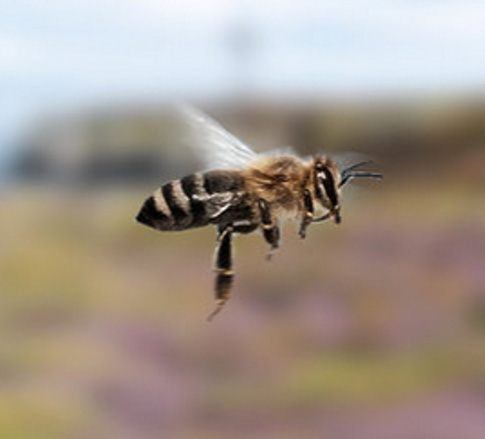 Les universités des abeilles : 3e édition à l’UNESCO – 22 mai 2019