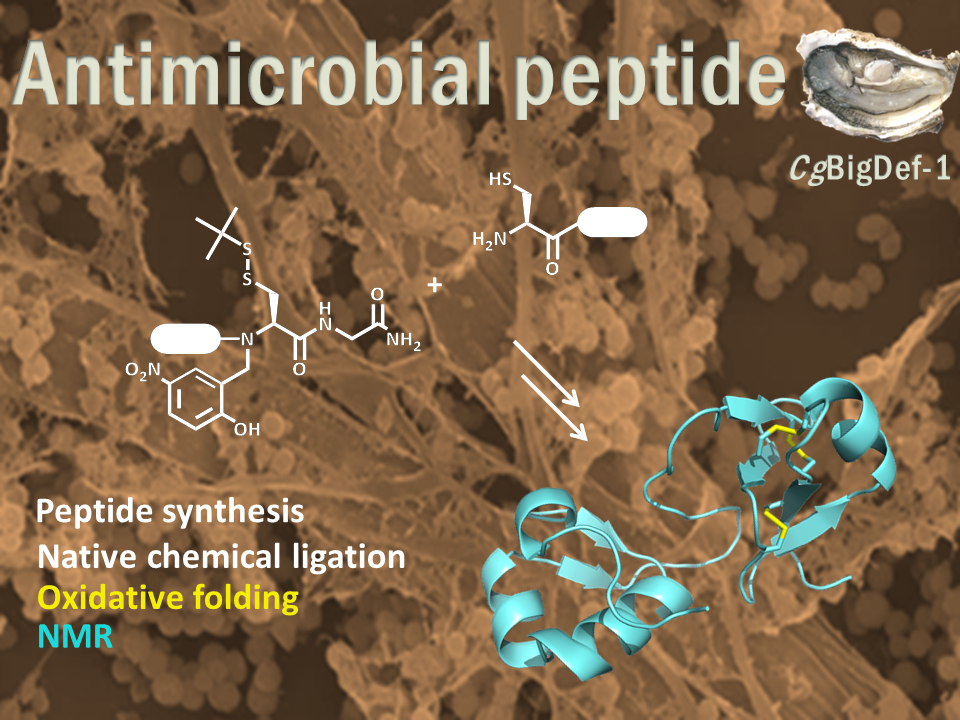 Antimicrobial peptides: How peptide chemistry and NMR shed light on the antimicrobial activity of big defensins
