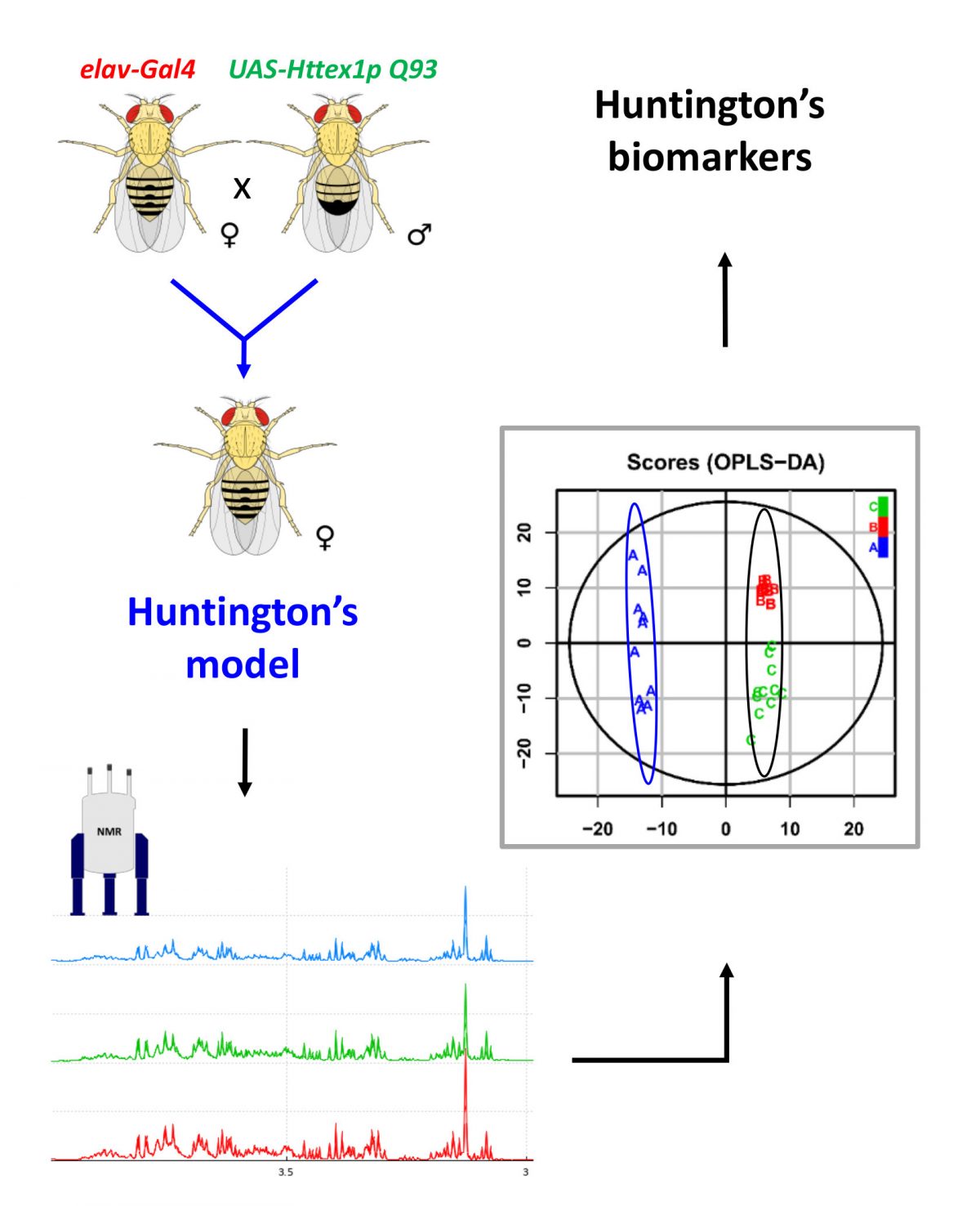 Metabolomic Nuclear Magnetic Resonance Studies at Presymptomatic and Symptomatic Stages of Huntington’s Disease on a Drosophila Model