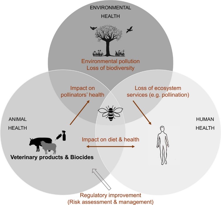 Etude de l’impact des biocides sur les abeilles avec le concept One Health