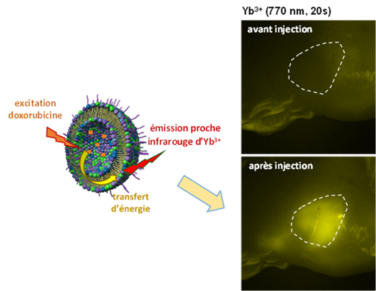 A new luminescence for the direct follow-up of drug delivery