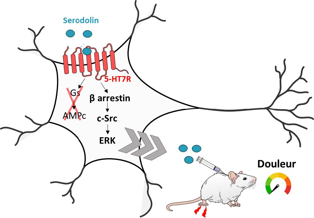La Serodolin, une nouvelle molécule identifiée pour le traitement de la douleur