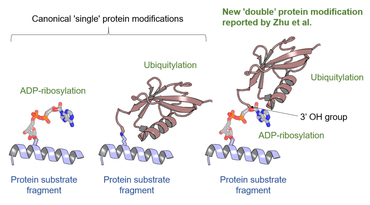 Identification of a ‘double‘ protein post-translational modification