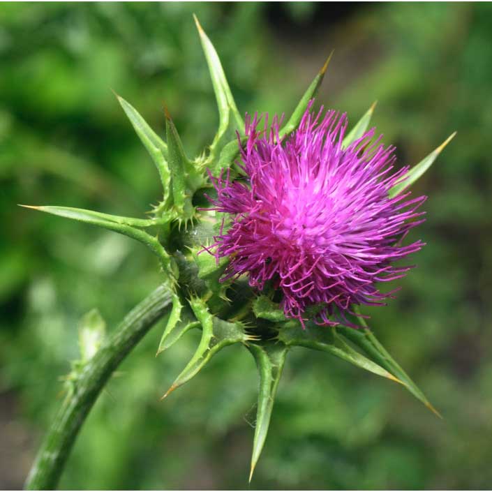 Milk thistle, a plant extract with promising –green- medicinal properties against psoriasis