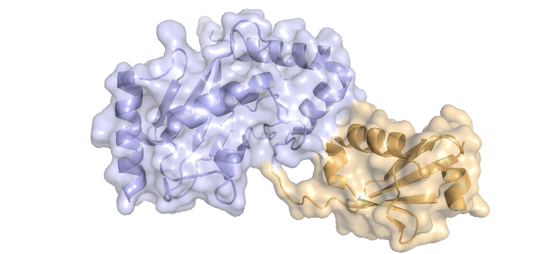 Structural insights into the SUMOylation reaction