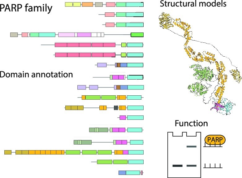 Combining computers and experiments to study the domain composition and function of the PARP protein family