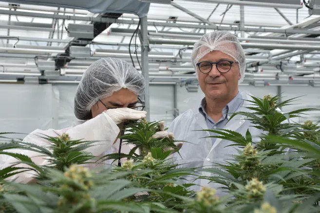A major advance for the use of medical cannabis!