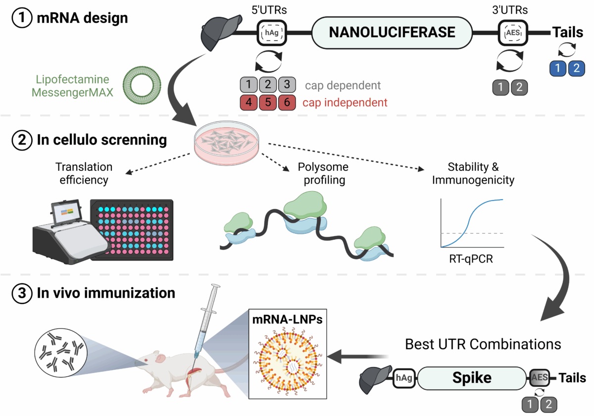 Évaluation d’ARNm synthétique avec des séquences UTR sélectionnées et une queue Poly(A) alternative, in vitro et in vivo