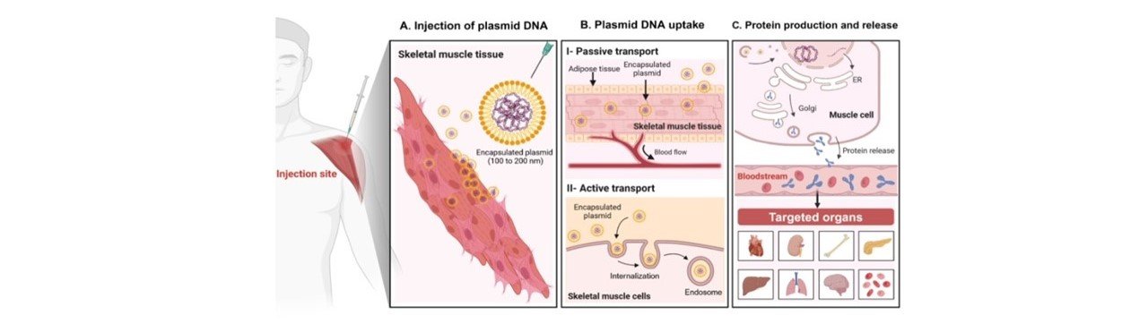 Autologous immunotherapy against chronic inflammatory diseases