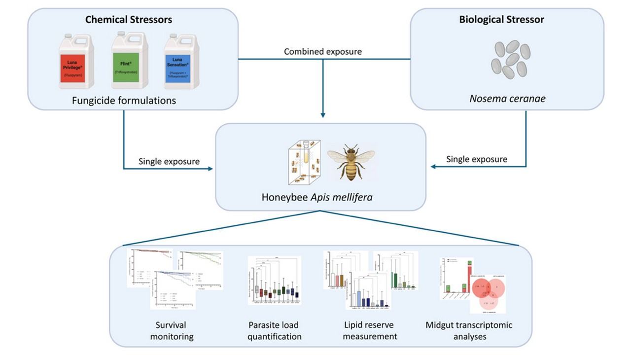 graphical abstract Gilbert2 2026