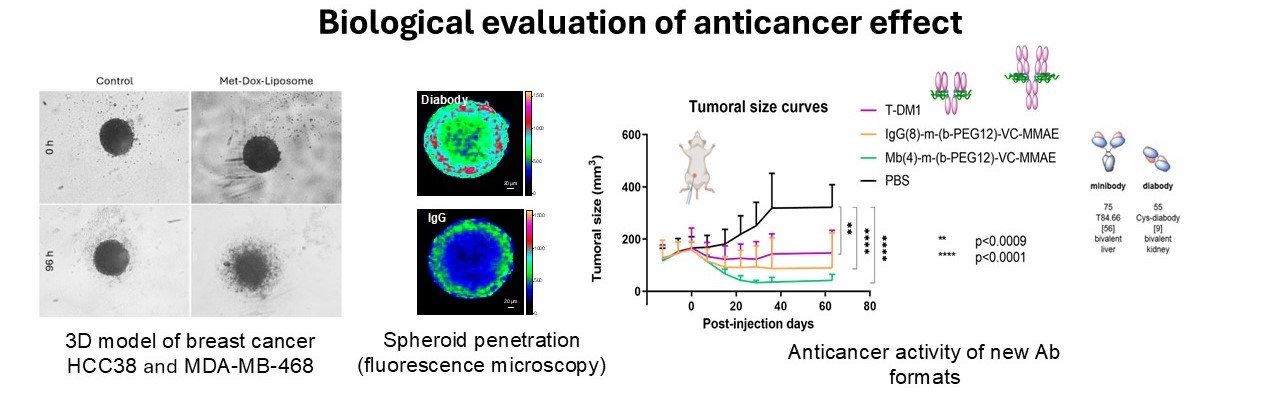 Biological evaluation of anticancer effect
