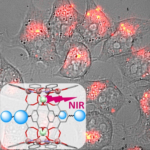 Metallacouronne-lanthanide éméttant dans le proche-infrarouge et imagerie sur cellules vivantes obtenues avec cette molécule