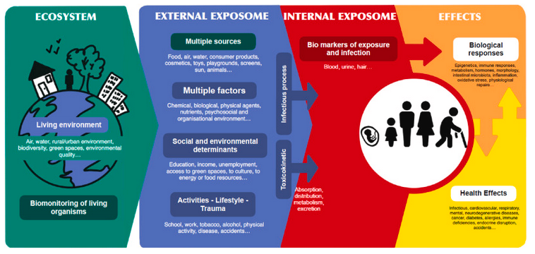 Figure générale de l'exposome humain au cours de la vie