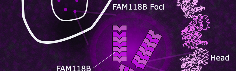 Communication-CNRS-FAM118B