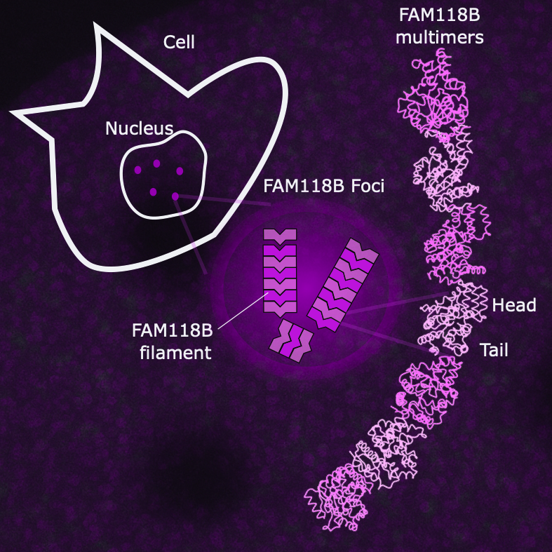 Communication-CNRS-FAM118B