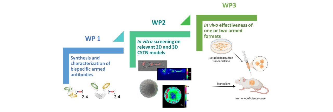Conjugated bispecific antibody formats for targeted therapy of TNBC