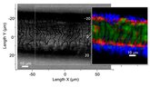 Fluo map of polymeric NPs delivering an ACI to human hair