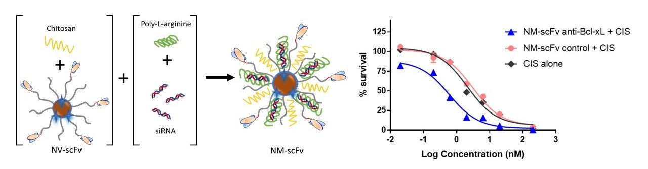 Hybrid nanovectors of siRNA against EGFR positive cancers
