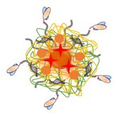 SPION-PEG-scFv-siRNA-Cy5.5