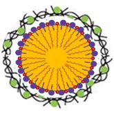 alginate nanocapsules