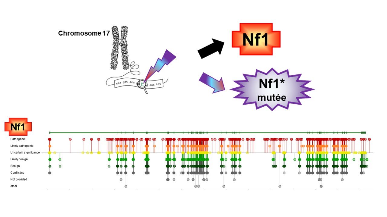 NF1 mutations