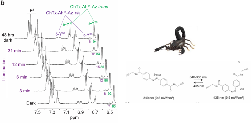 NMR of Biomolecules Part2 toxins -ChTx