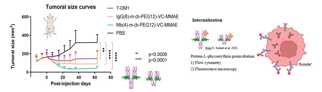 Novel immunoconjugates against HER2 breast cancers