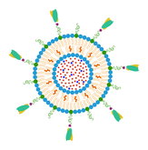 Liposomes-scFv-Met-Dox