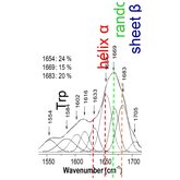 SPION-PEG-scFv-siRNA-Cy5.5