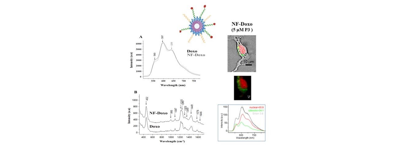 Self-assembled peptides as nanovectors of anticancer drug doxorubicin