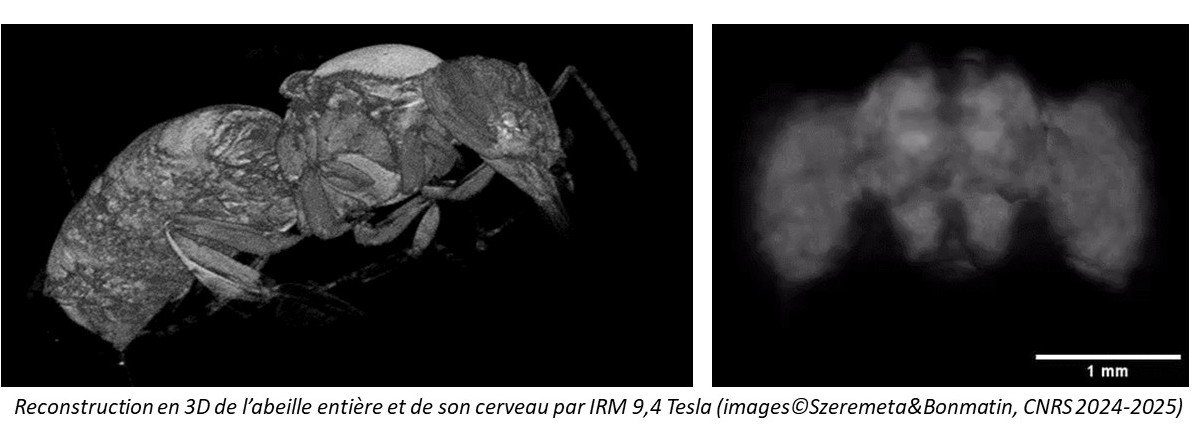 image IRM abeille