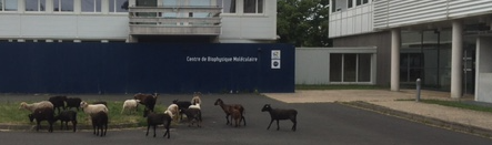 Sheeps in front of CBM